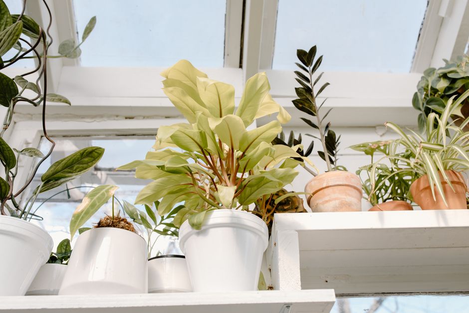 Plantes d'intérieur : lesquelles survivent ?